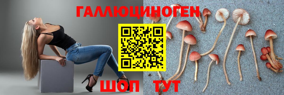 Михайловка  Псилоцибиновые грибы Cubensis  Вход с VPN  Галлюциногенные грибы прущие грибы 